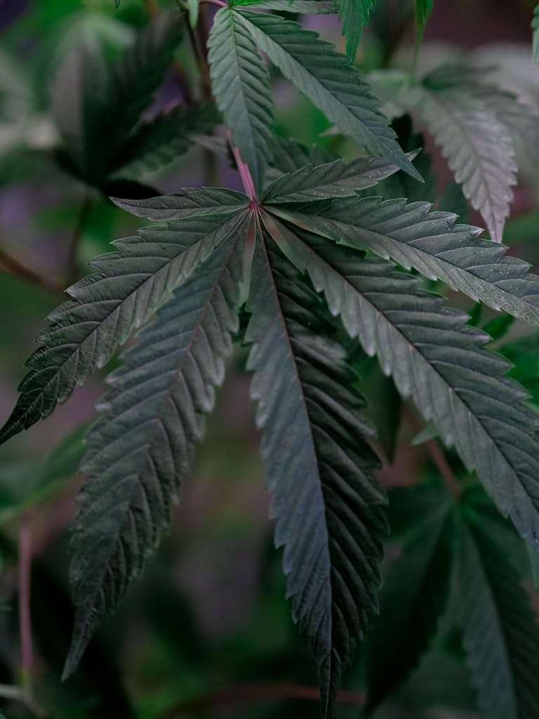Detailed close-up of lush green cannabis leaves with selective focus.