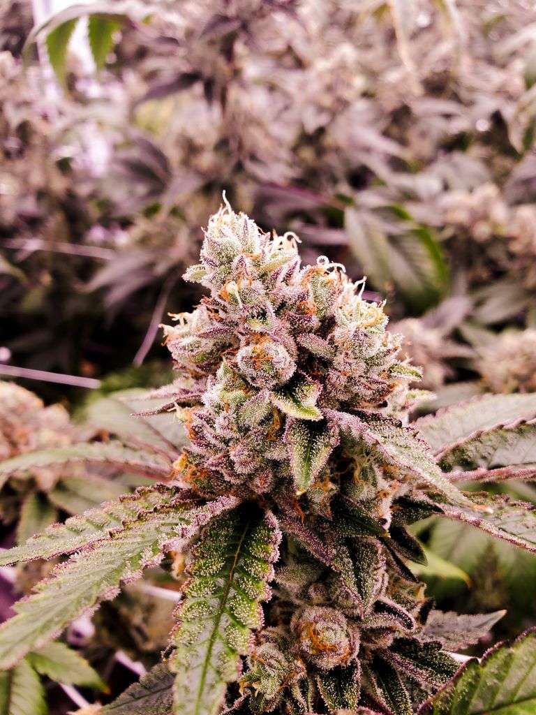 Macro shot of a cannabis flower bud showcasing trichomes and vivid green leaves.